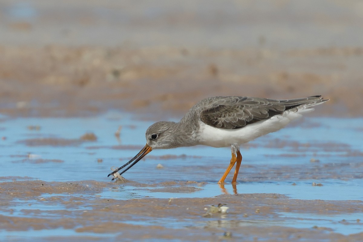 Terek Sandpiper - ML617082340