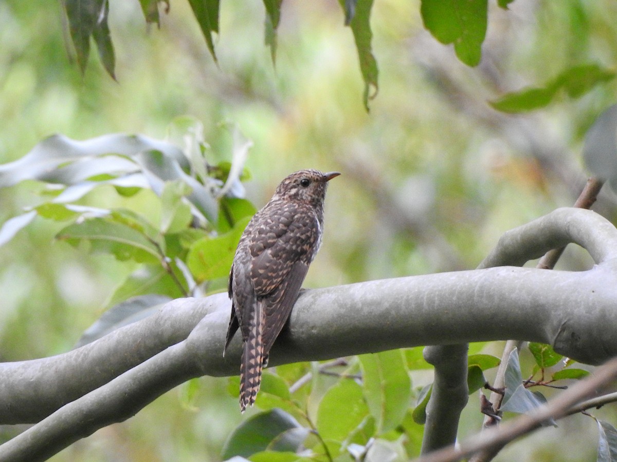 Brush Cuckoo - Marie Tarrant