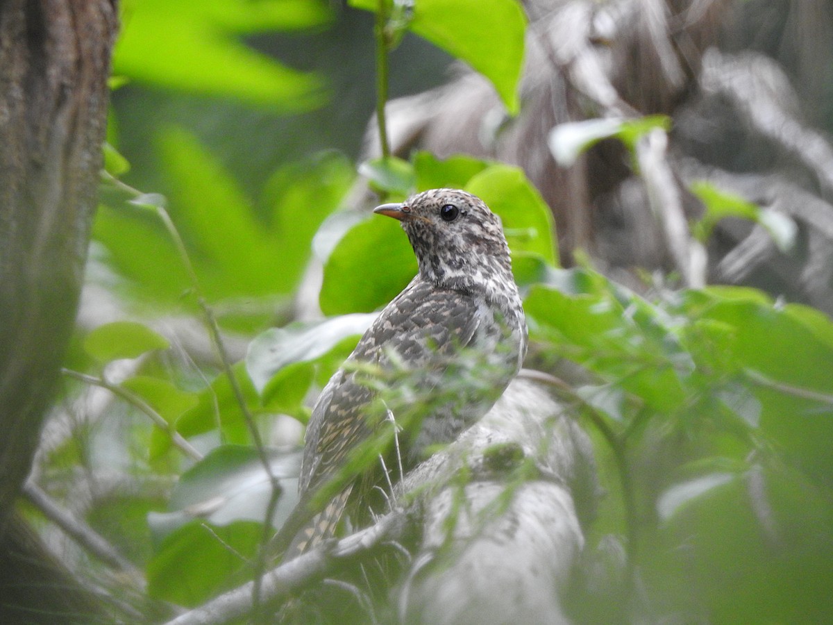 Brush Cuckoo - Marie Tarrant