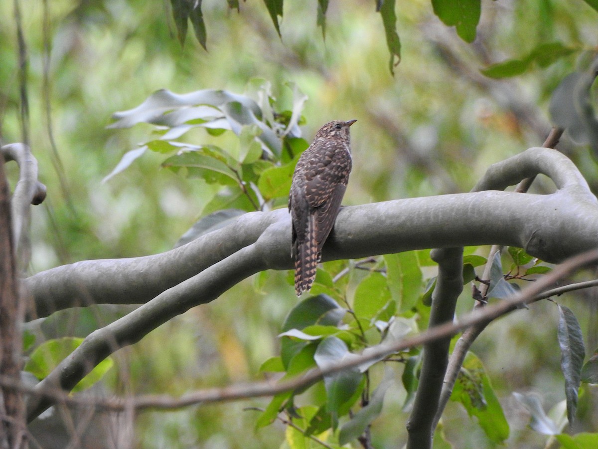 Brush Cuckoo - ML617082350