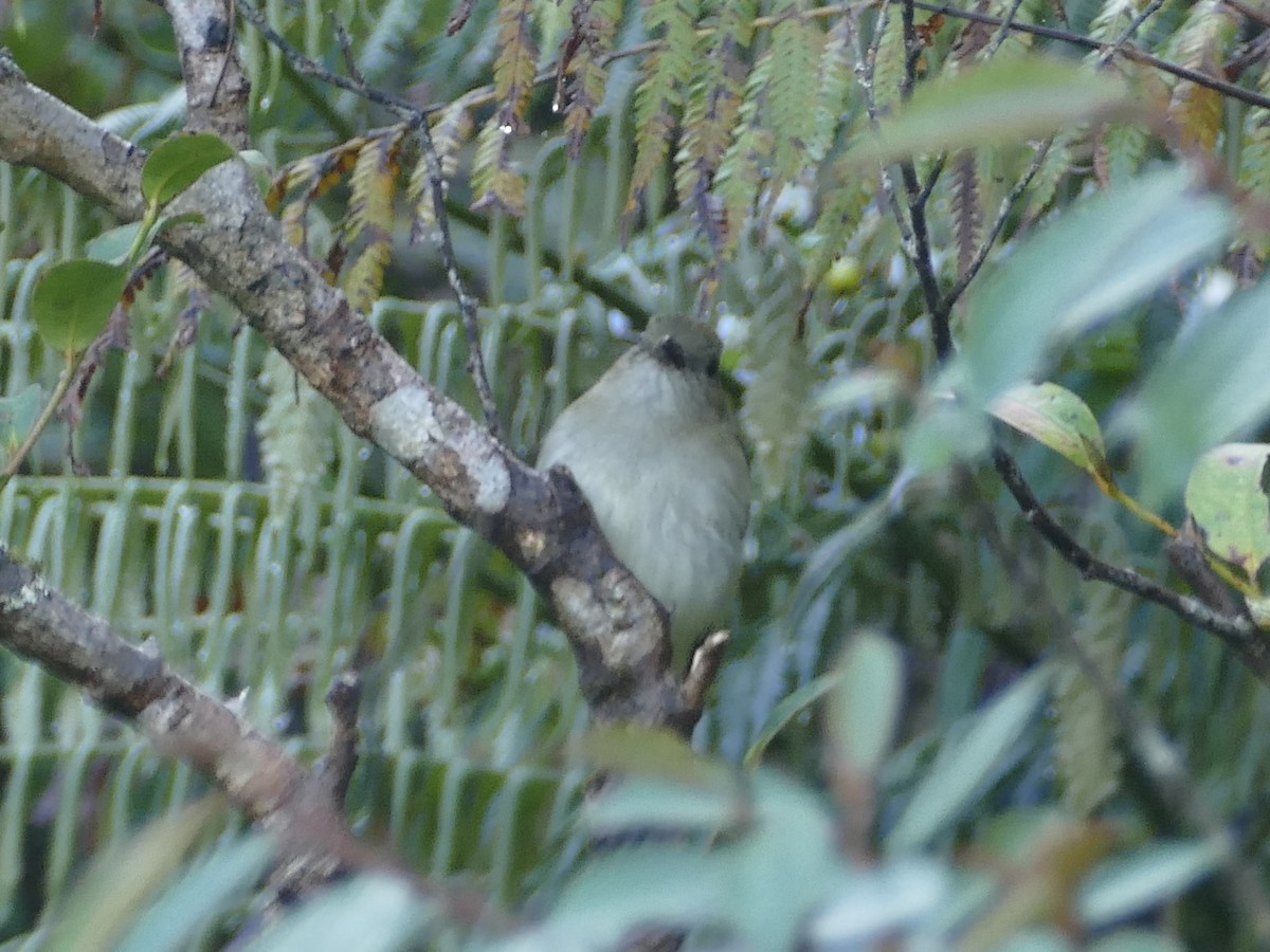 Green-backed Whistler - ML617082371