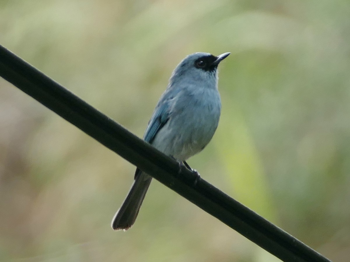 Turquoise Flycatcher - Peter Kaestner