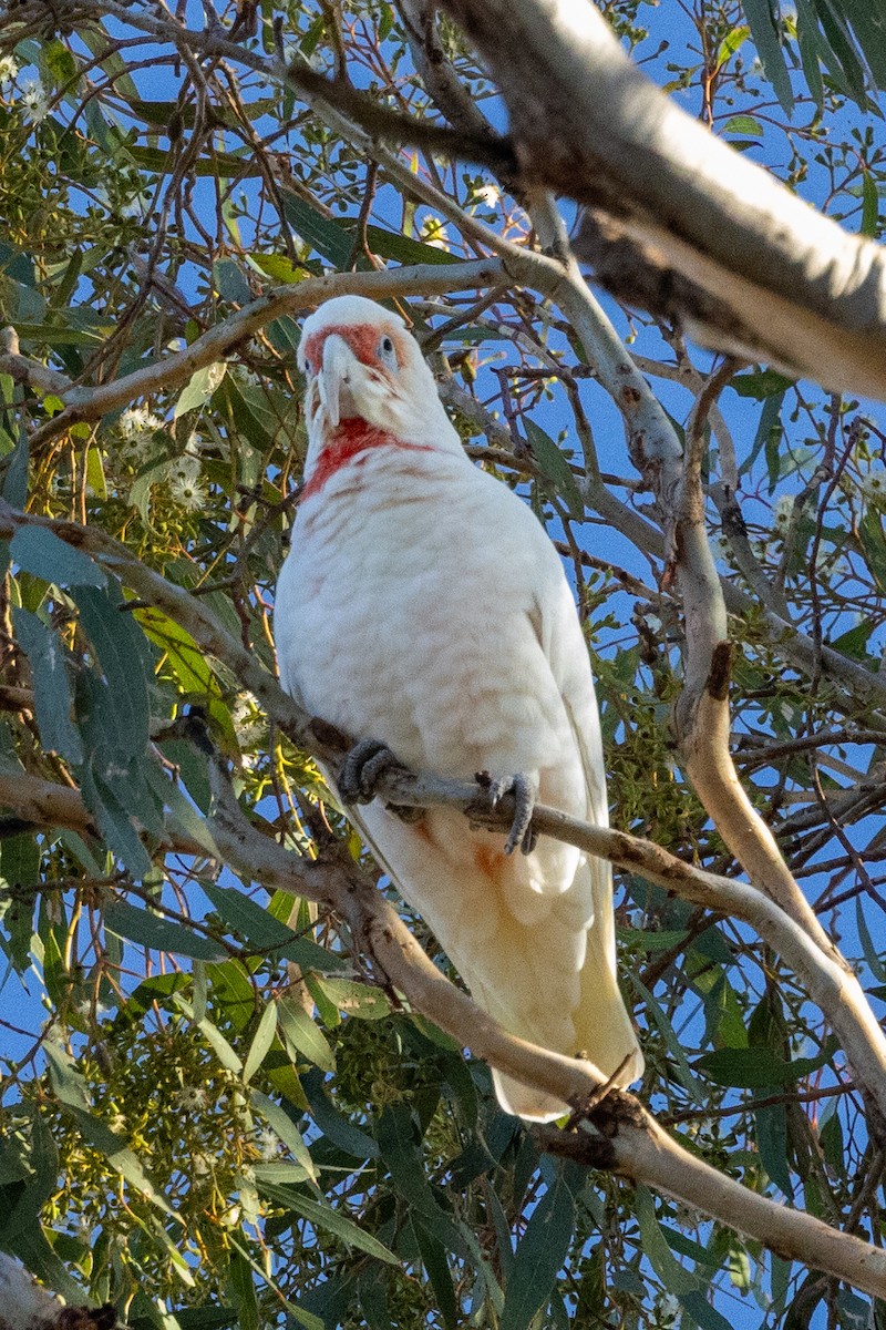 Long-billed Corella - ML617082533