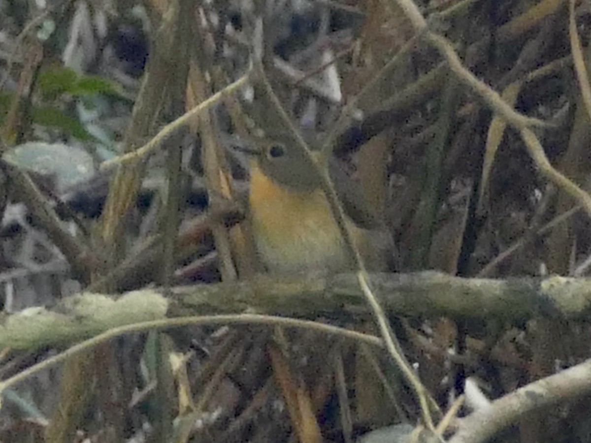 Bundok Flycatcher - ML617082596