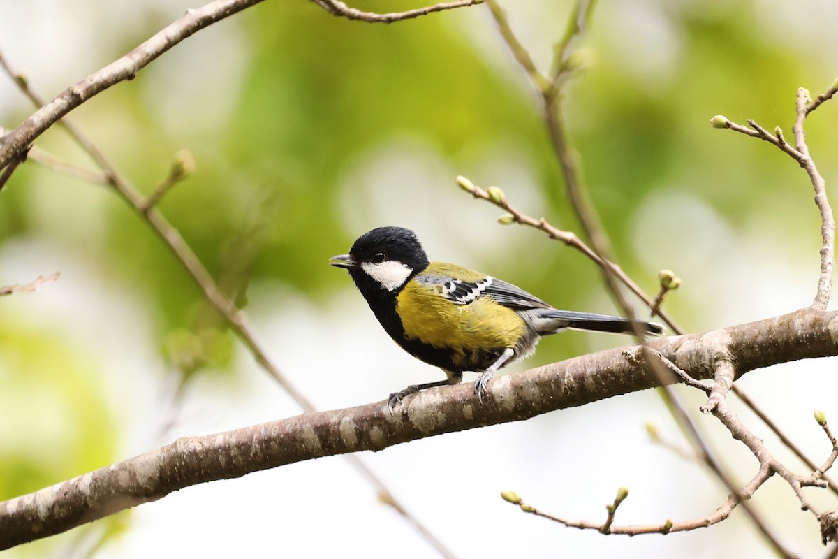 Green-backed Tit - ML617082621