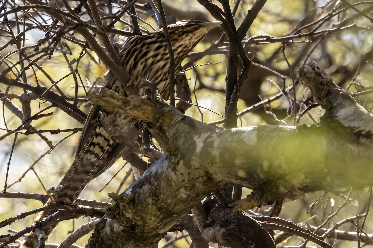 Long-tailed Koel - ML617082743