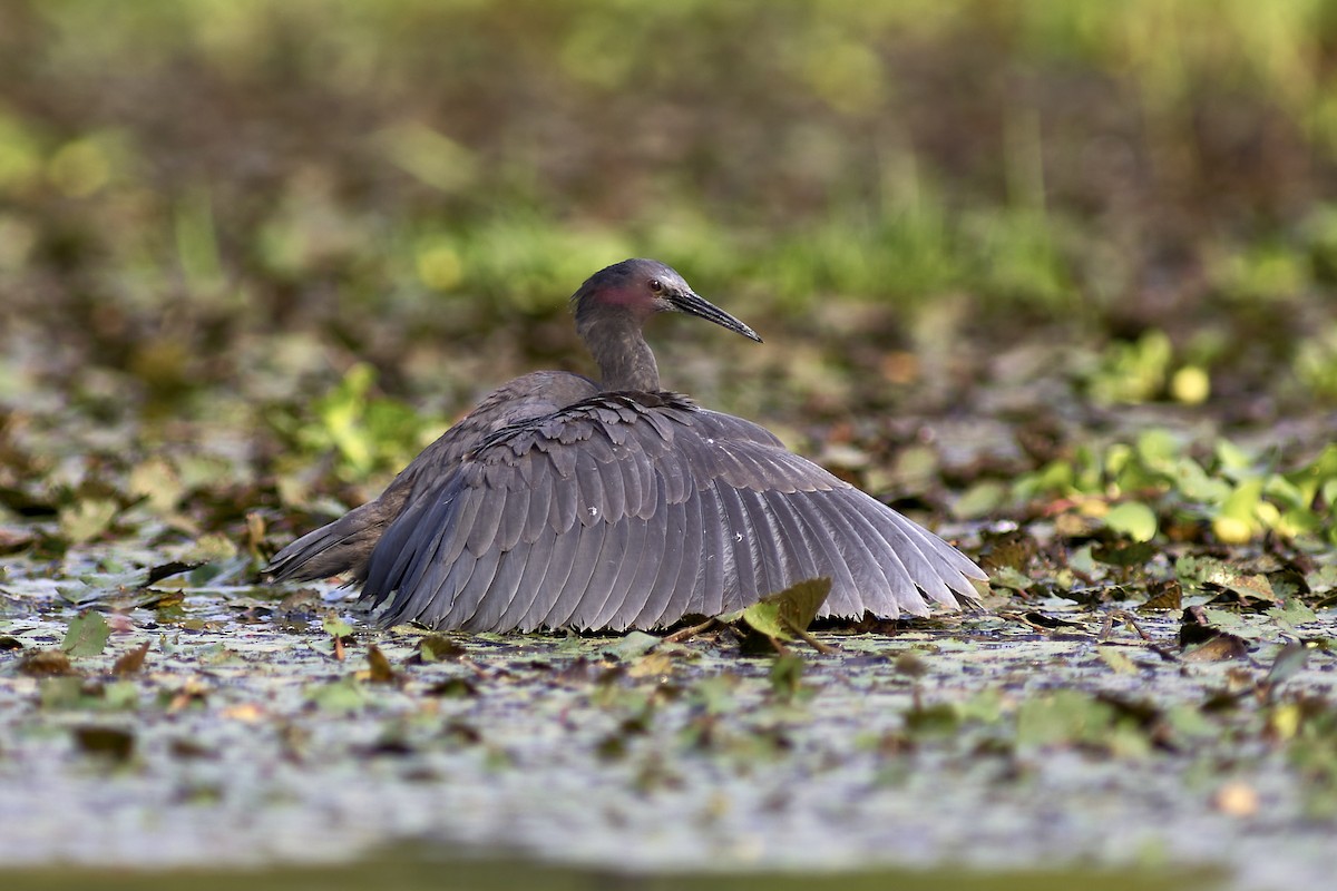 Black Heron - Roland Bischoff