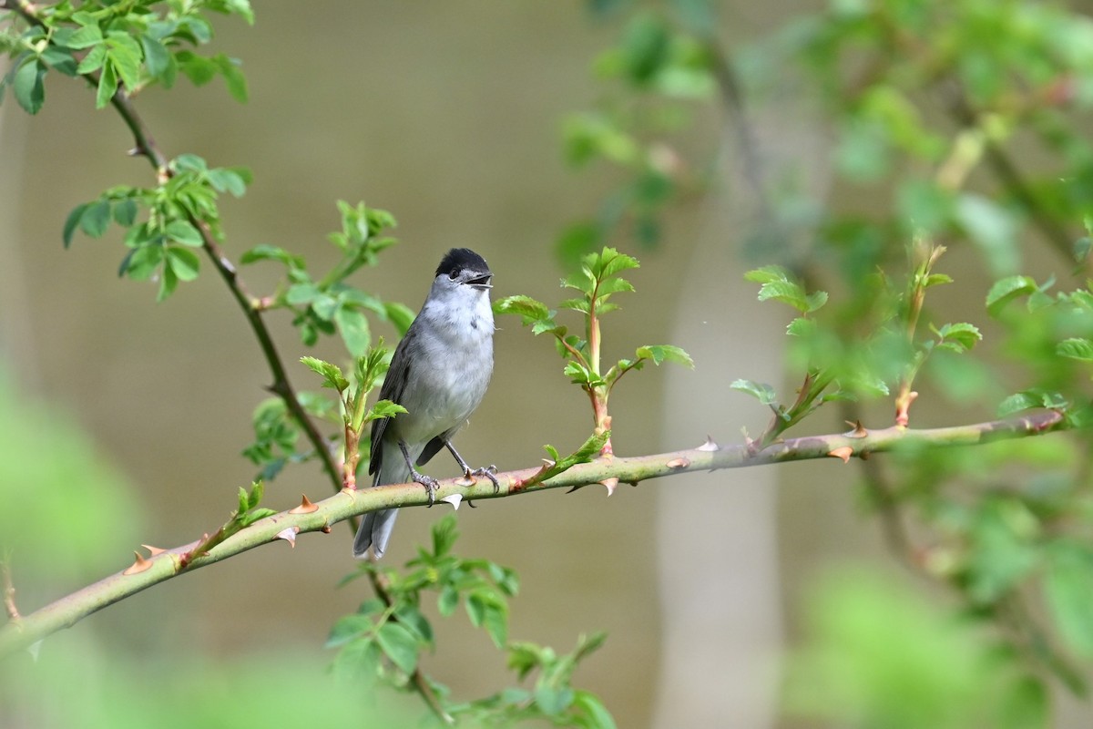 Eurasian Blackcap - Cornelia Hürzeler