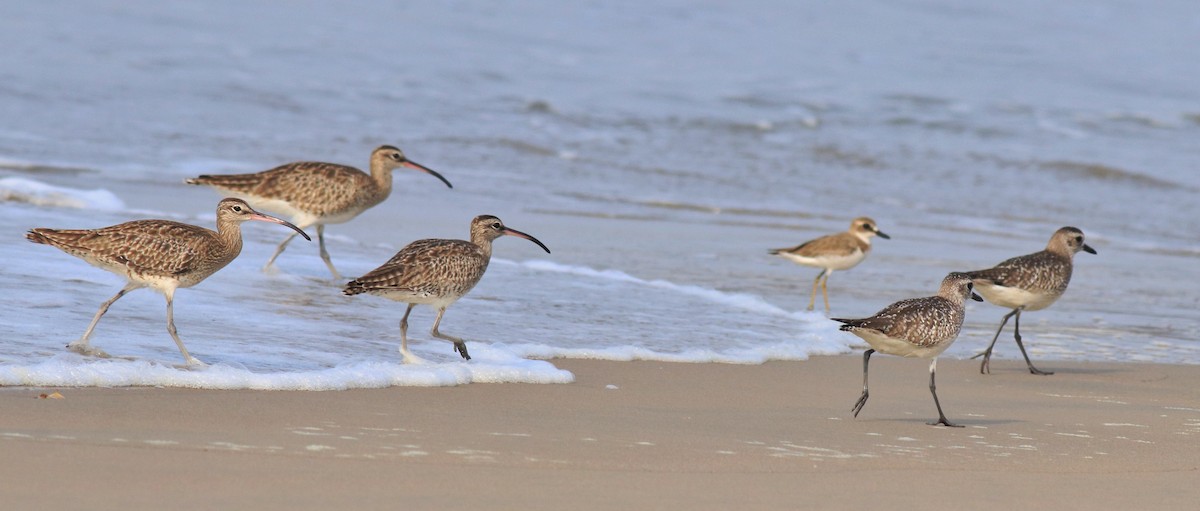 Greater Sand-Plover - ML617082794