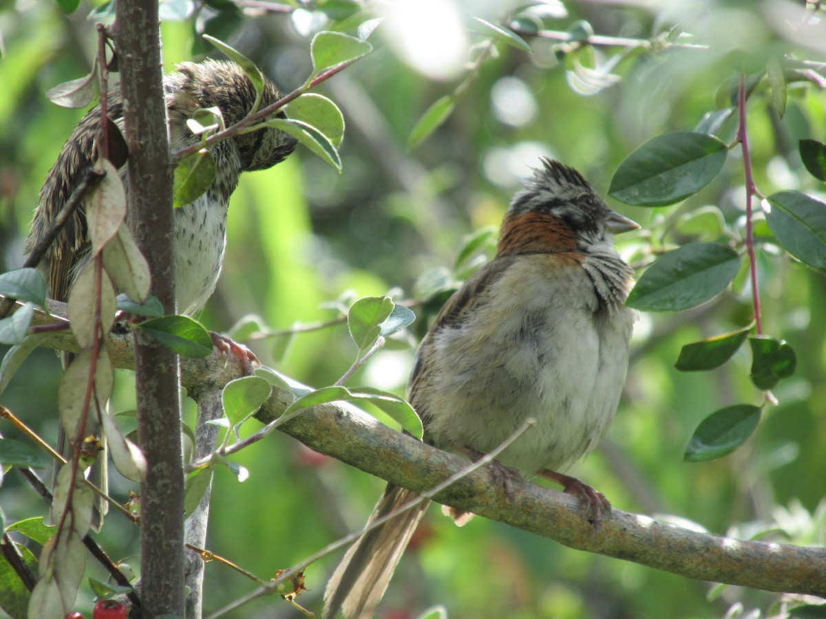 Rufous-collared Sparrow - Olmo Villegas