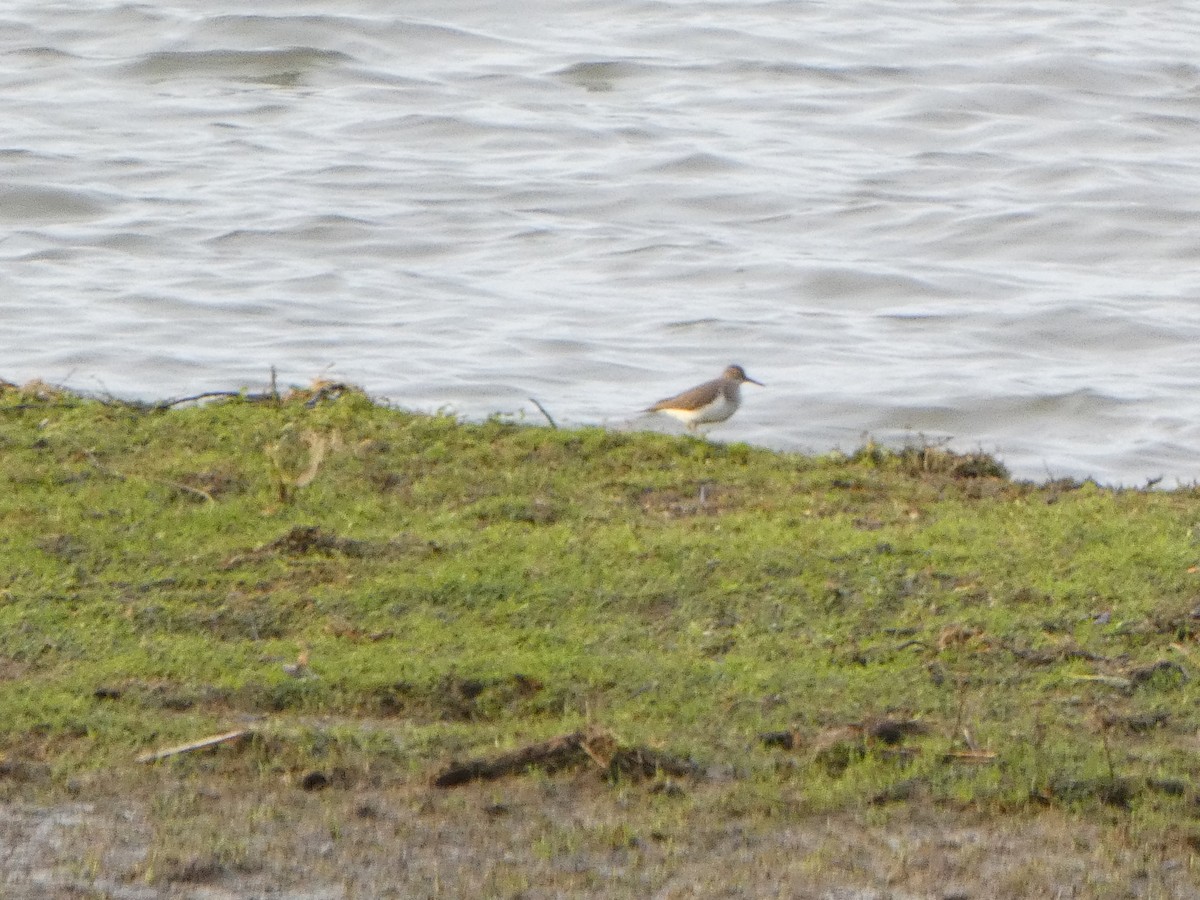 Common Sandpiper - Chris Gibbs