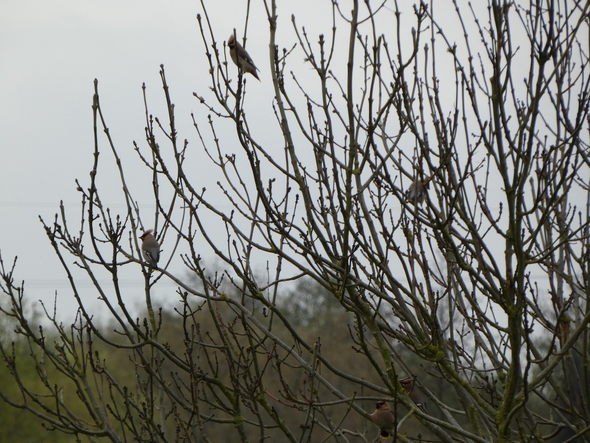 Bohemian Waxwing - Chris Gibbs