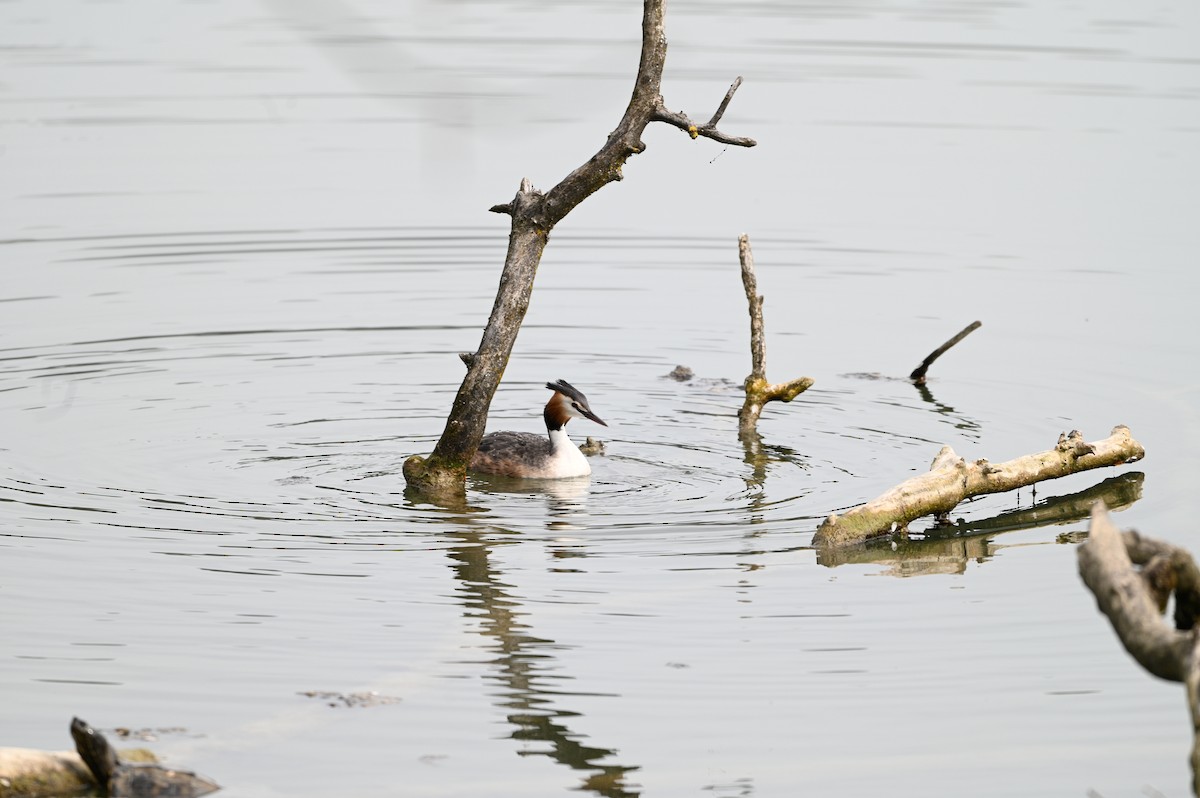 Great Crested Grebe - ML617082814