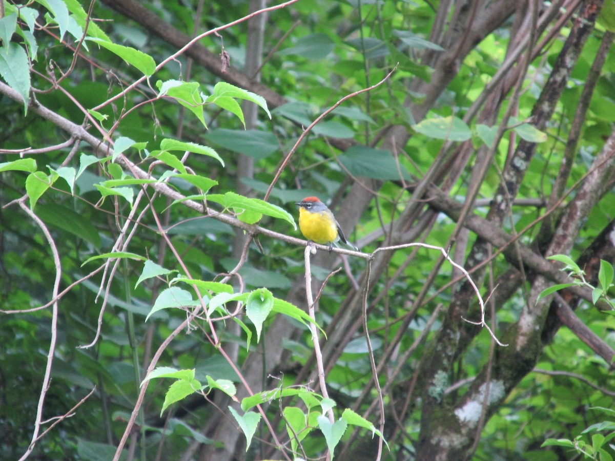 Brown-capped Redstart - ML617082816