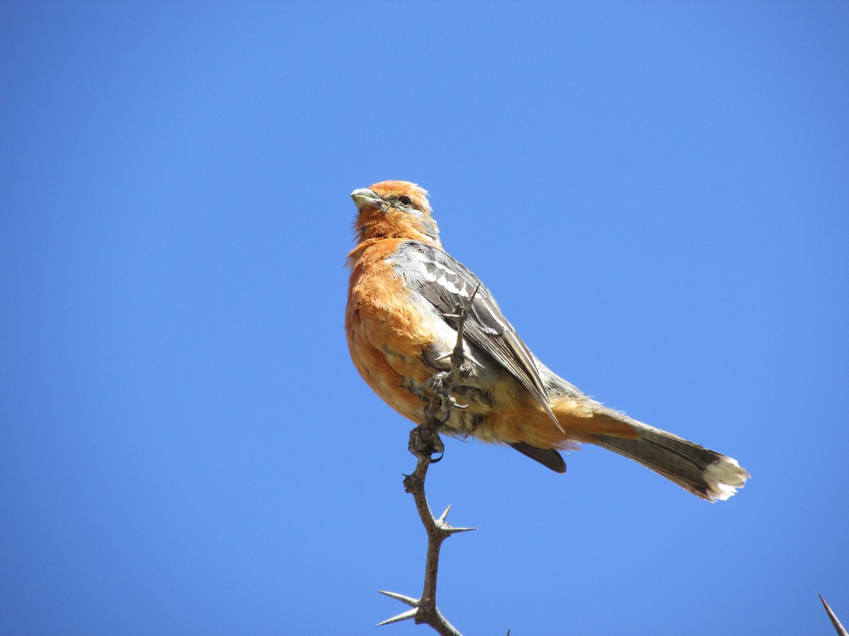 White-tipped Plantcutter - Olmo Villegas