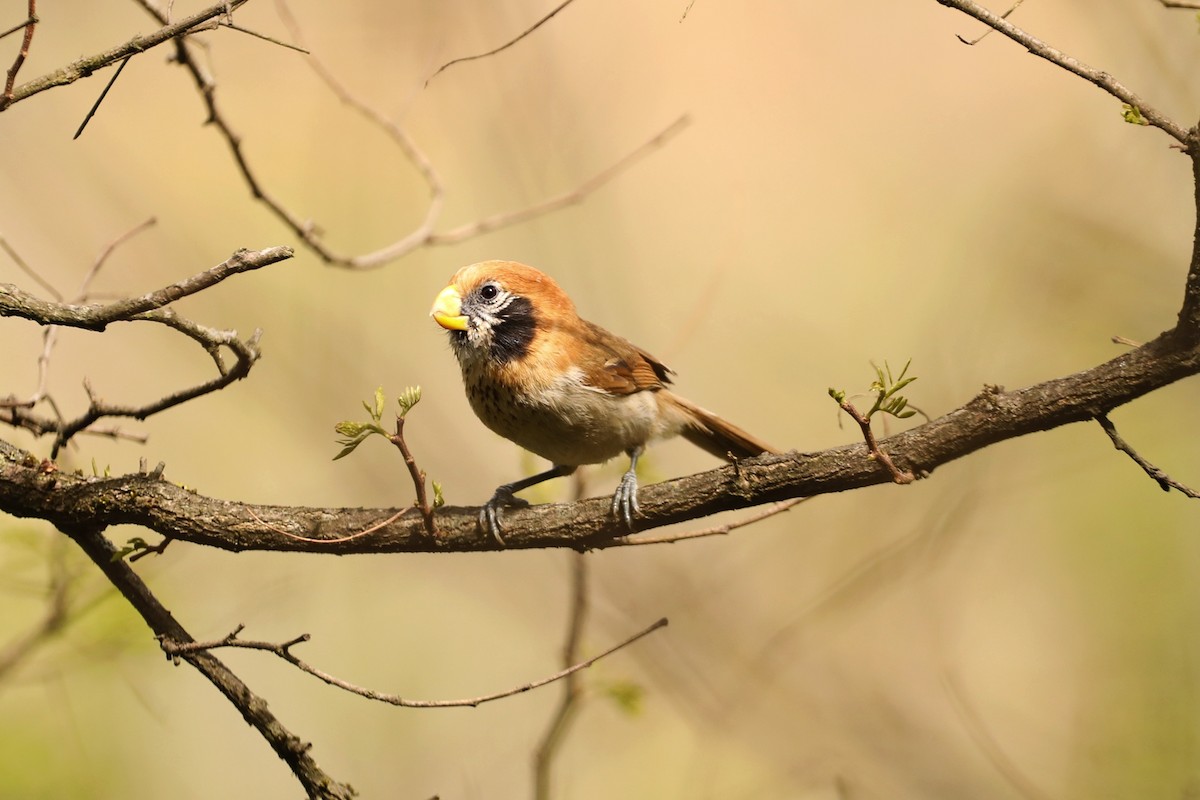 Spot-breasted Parrotbill - ML617082841