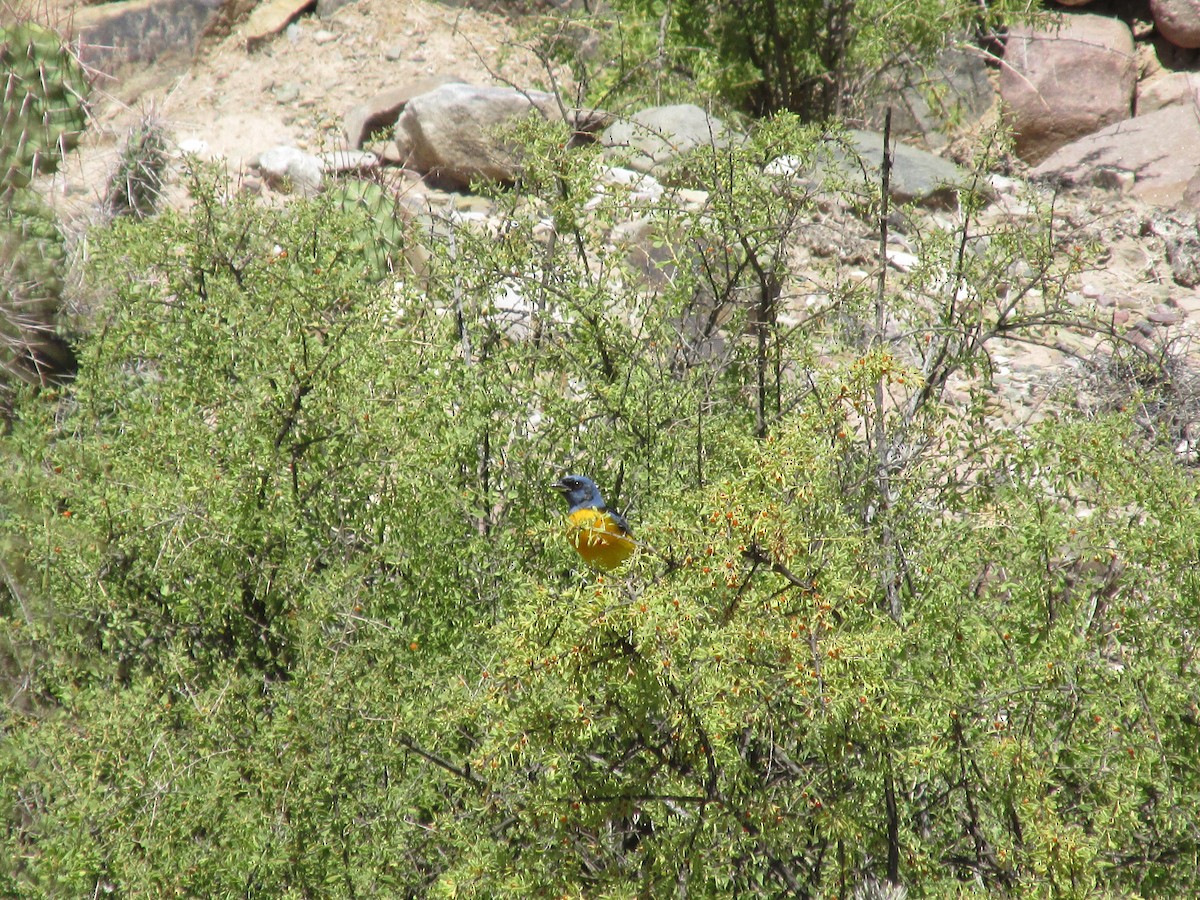 Blue-and-yellow Tanager - Olmo Villegas