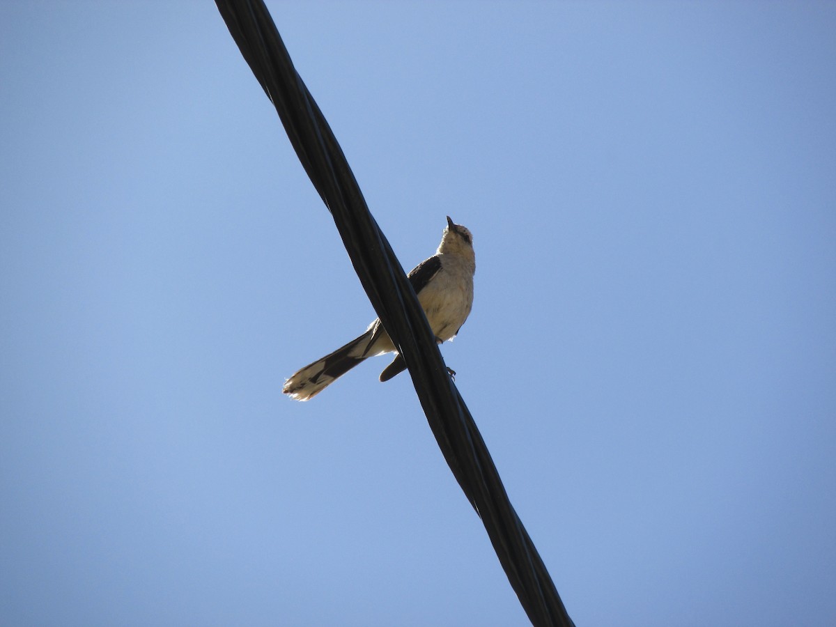 Patagonian Mockingbird - Olmo Villegas