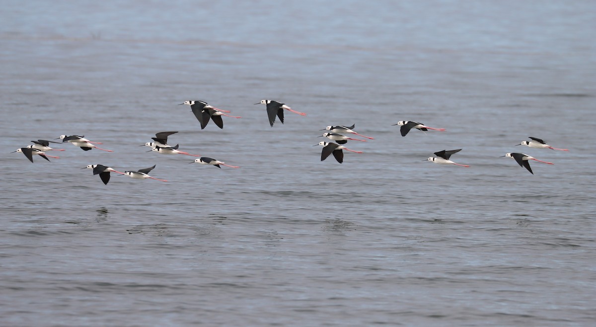 Pied Stilt - ML617082893