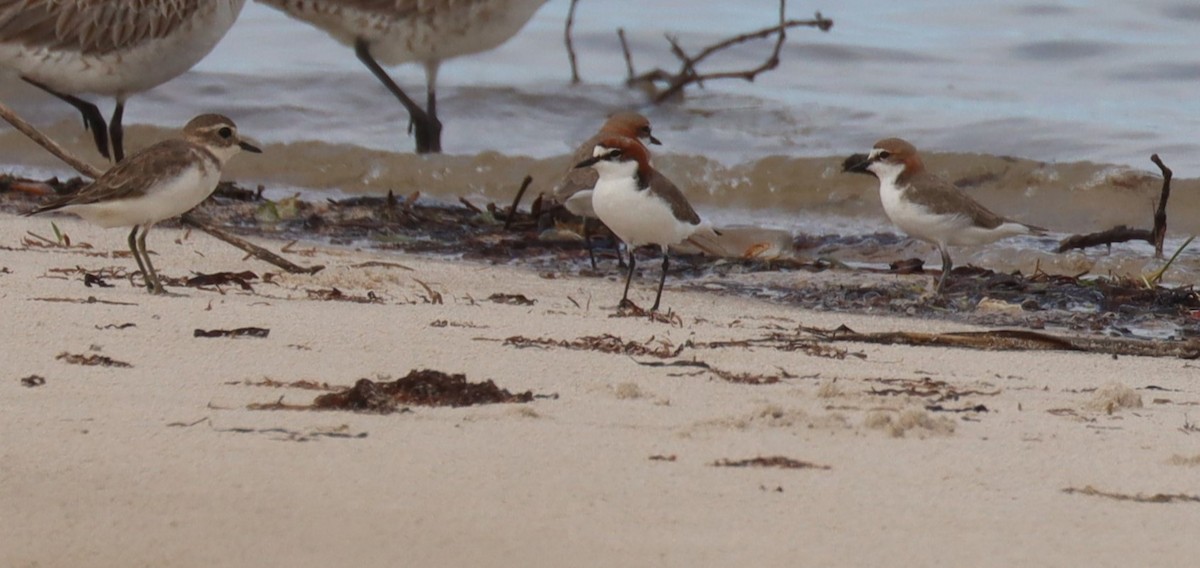 Red-capped Plover - Tim Peisker