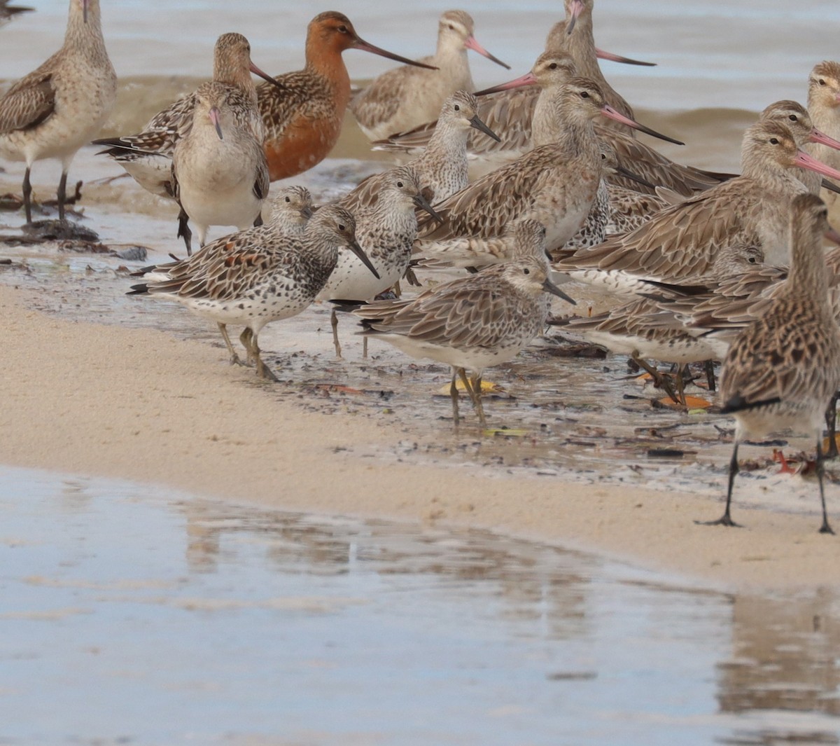 Great Knot - ML617082911