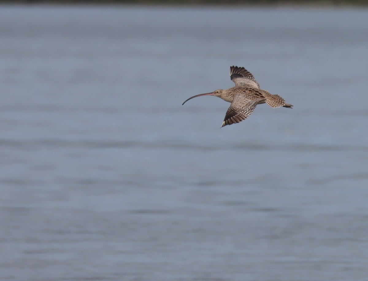 Far Eastern Curlew - ML617082917