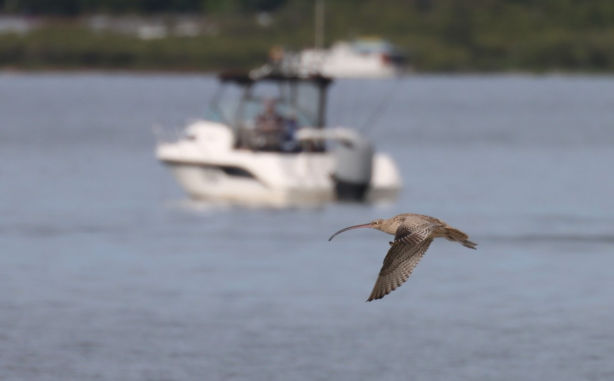 Far Eastern Curlew - ML617082921