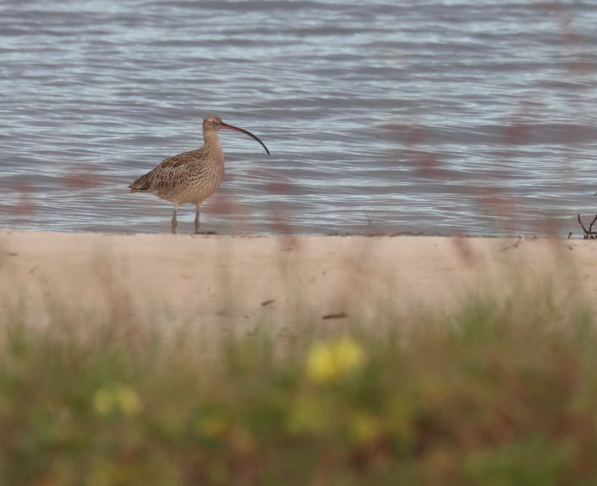 Far Eastern Curlew - ML617082928