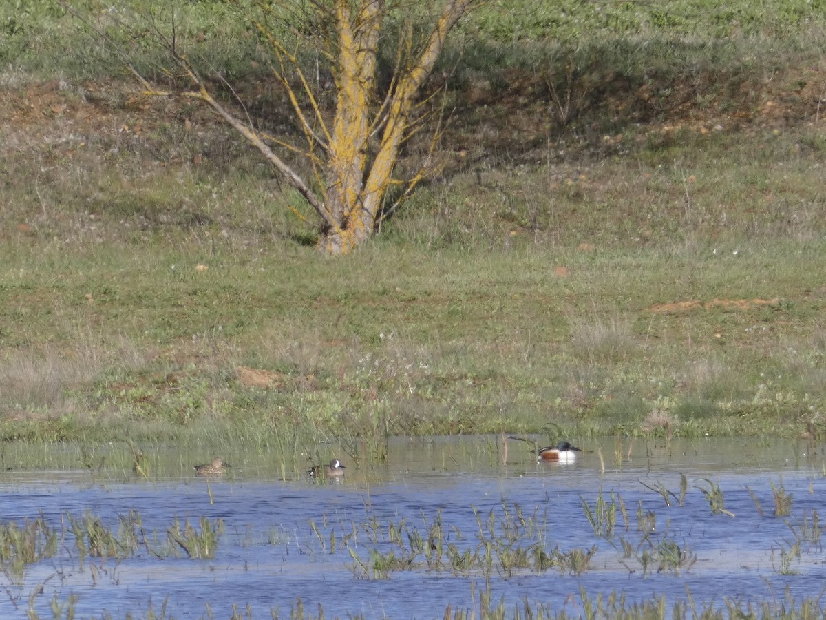 Blue-winged Teal - L. Alberto Ramos Franco