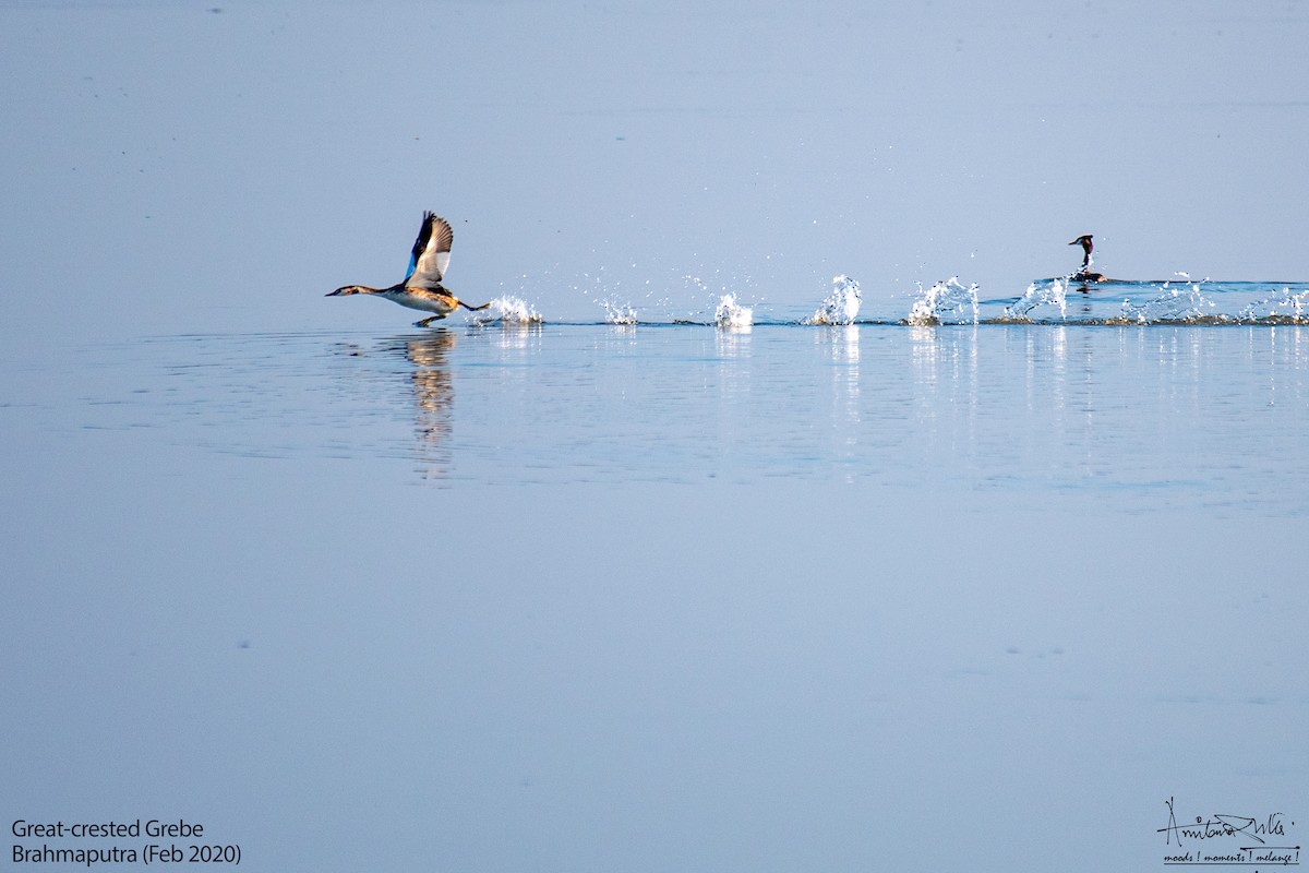 Great Crested Grebe - ML617082958