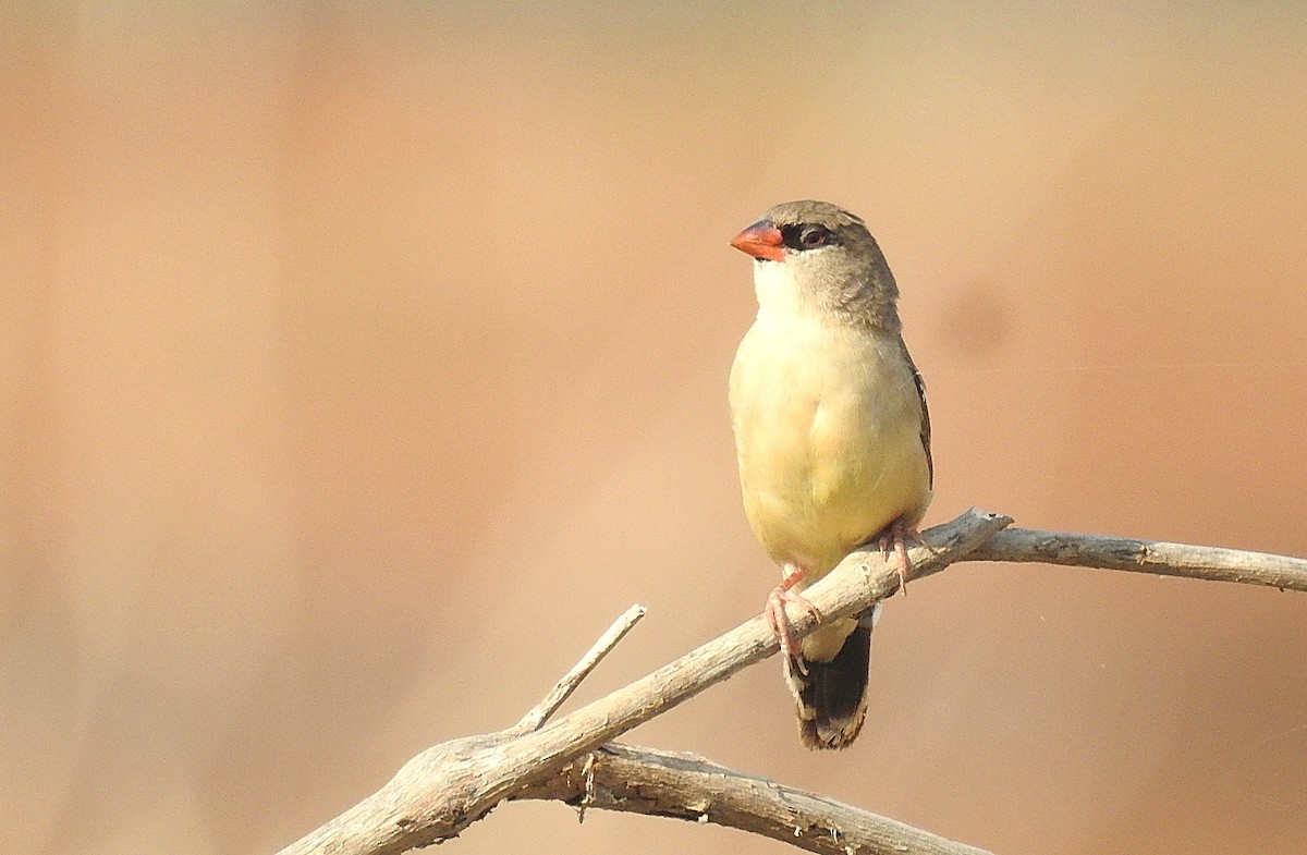 Red Avadavat - Deepa Mohan