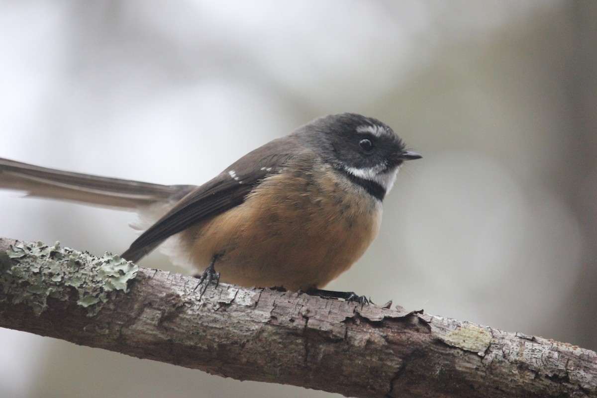 New Zealand Fantail - Darron Gedge