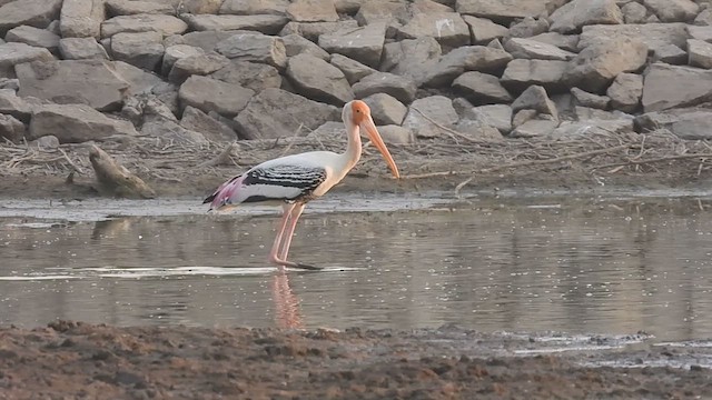 Painted Stork - ML617083004