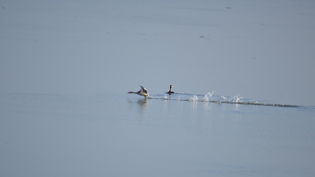 Great Crested Grebe - ML617083018