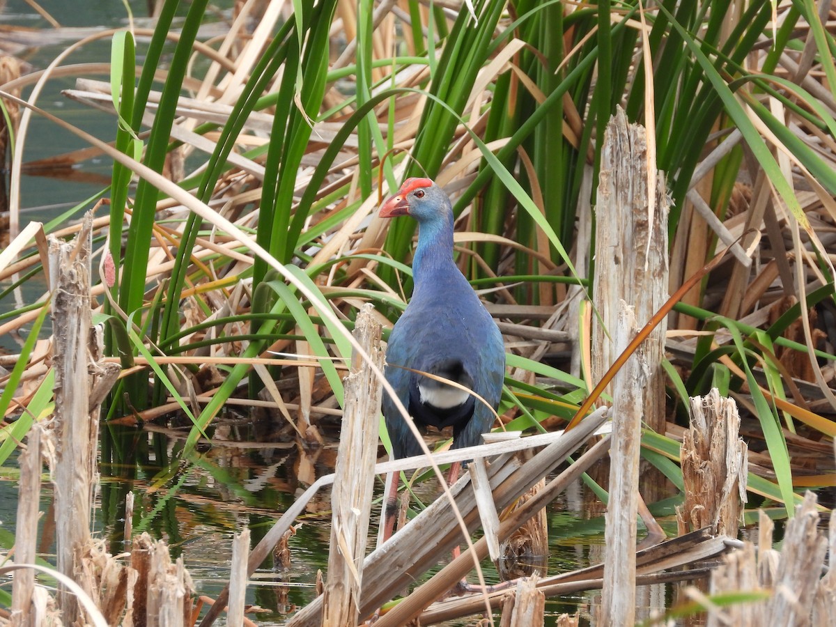 Gray-headed Swamphen - ML617083054