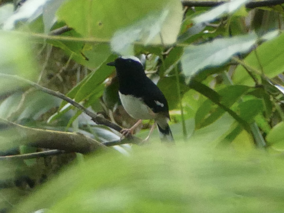 White-browed Shama - Peter Kaestner