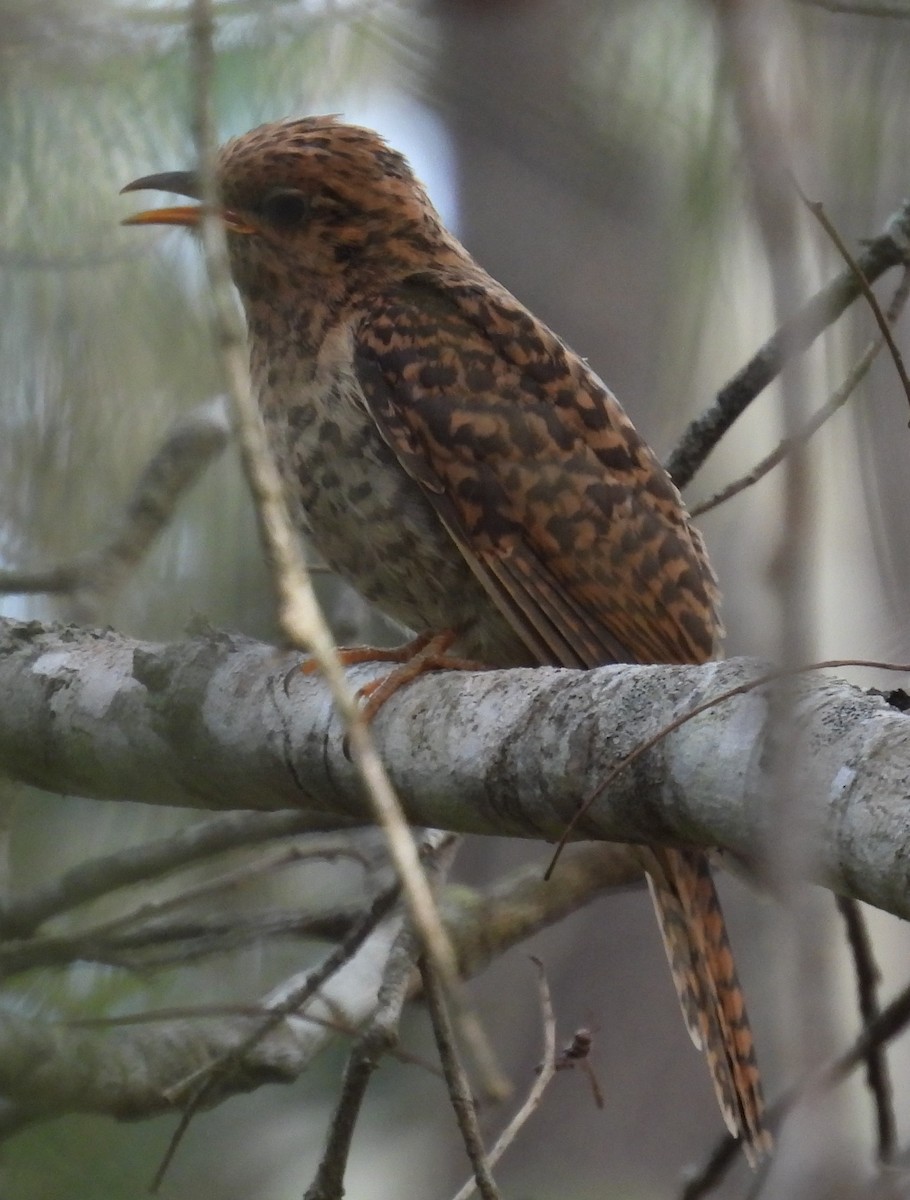 Brush Cuckoo - Mark Clarke