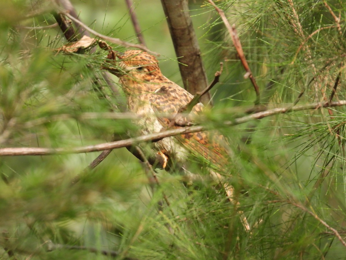 Brush Cuckoo - ML617083083