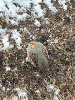 Gray Partridge - Dominique Berteaux