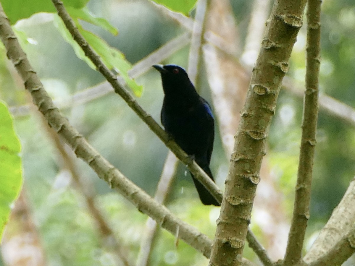 Philippine Fairy-bluebird - ML617083110