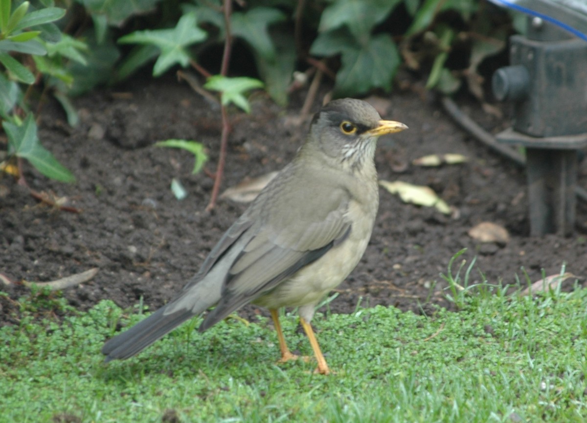 Austral Thrush - ML617083137