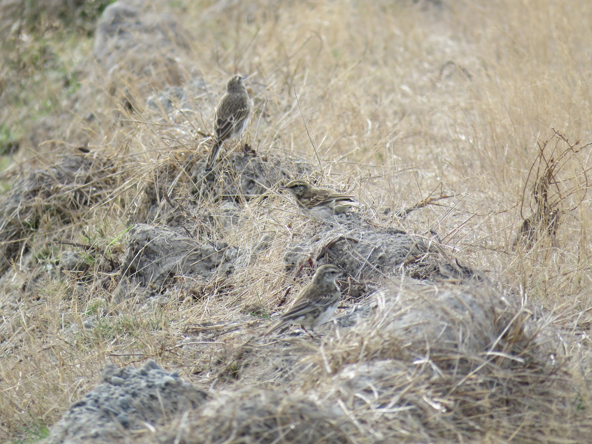 Pipit de Nouvelle-Zélande - ML617083150