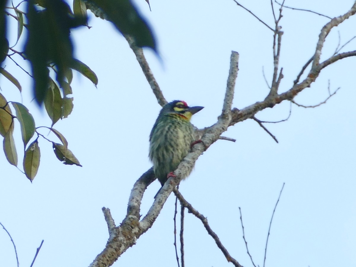 Coppersmith Barbet - ML617083154