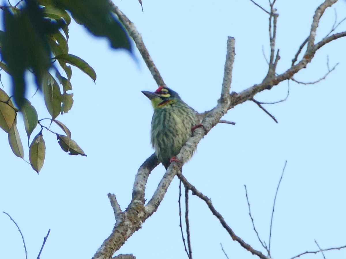 Coppersmith Barbet - ML617083155