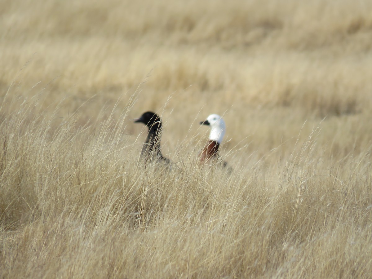 Paradise Shelduck - ML617083164