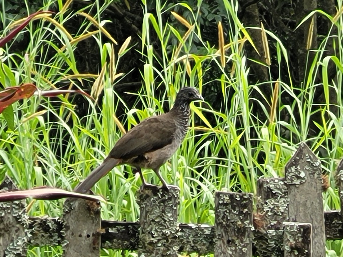 Speckled Chachalaca - Olmo Villegas