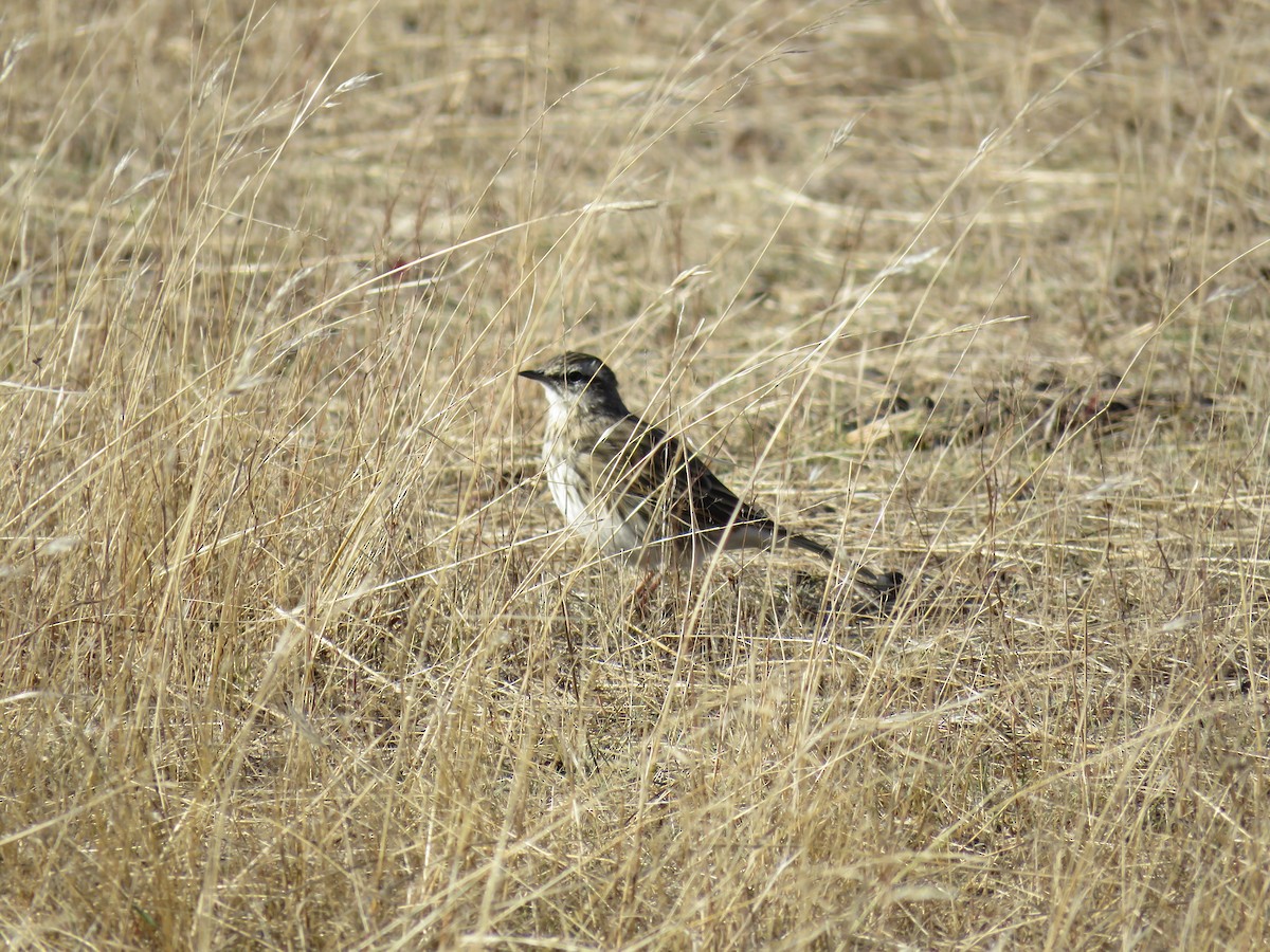 Pipit de Nouvelle-Zélande - ML617083186