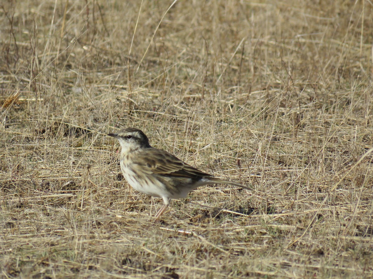 New Zealand Pipit - ML617083187