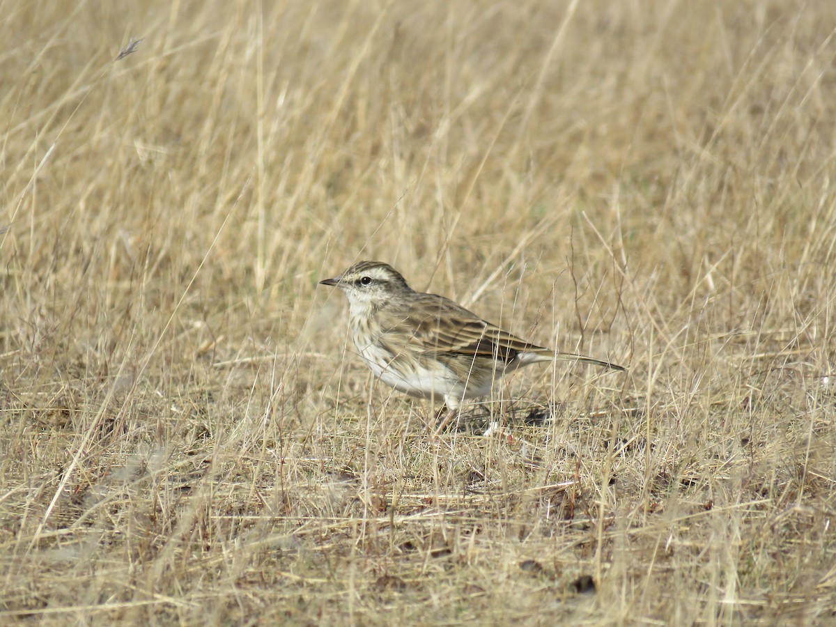 Pipit de Nouvelle-Zélande - ML617083195