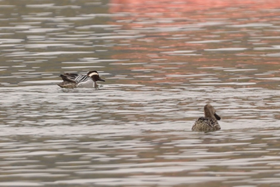 Garganey - ML617083202